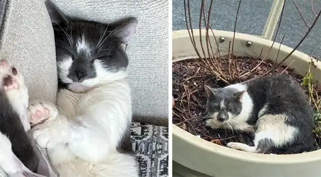 Cat Found Cold and Wet in a Planter by the Street, 2 Months Later His Life Completely Turned Around