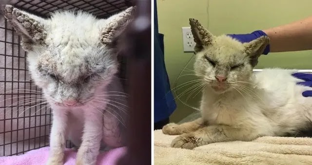 Cat Gets Help to See Again and Surprises Rescuers with His Gorgeous Eyes