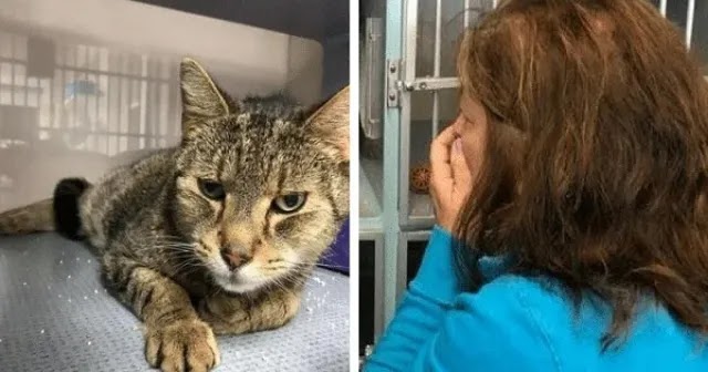 Woman Sees Her Cat On Facebook Who’s Been Missing For 2 Years