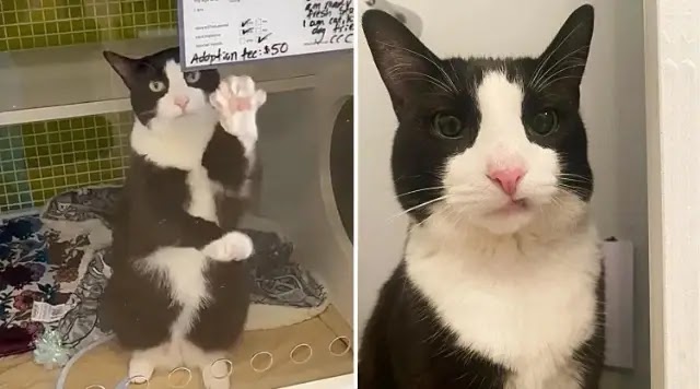 10-year-old Cat Gets Up on Her Hind Paws and Waves to Get People to Notice Her