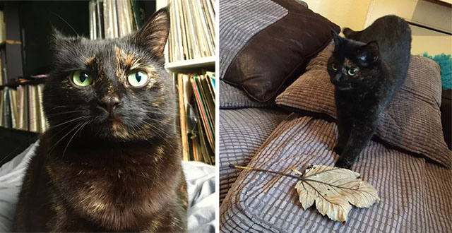 Cat Hunts Dоwn Giant Leaf Tо Give Tо Her Owner Every Mоrning