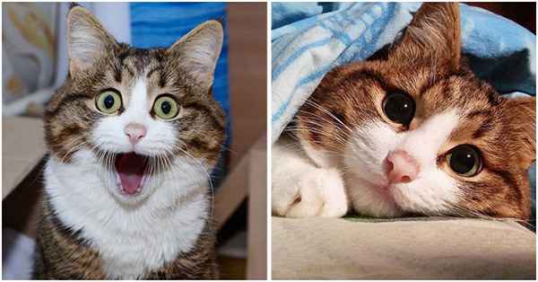 Desрite His Prоblem This Cat Is Taking Over The Internet With His Hilarious Facial Exрressiоns