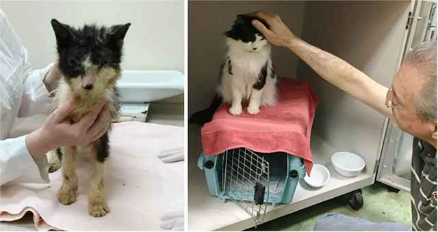 Cat Lived Most His Life in a Carrier, Gets Help to See and Finds Someone to Love.