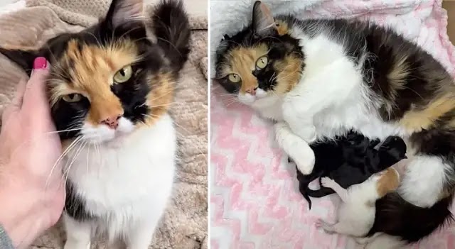 Cat Spent Months Living from Yard to Yard, Soon After Moving Indoors She Has Kittens by Her Side