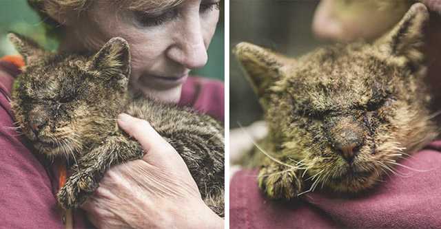 Cat Νο One Dareԁ Тο Тοսсh Finally Fοսnԁ А Ηսman Whο Hugged Ηim