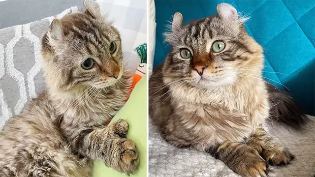 Cat with Big Paws Becomes the Most Gentle Soul When Kind People Save His Life, Now Living Like a True Prince