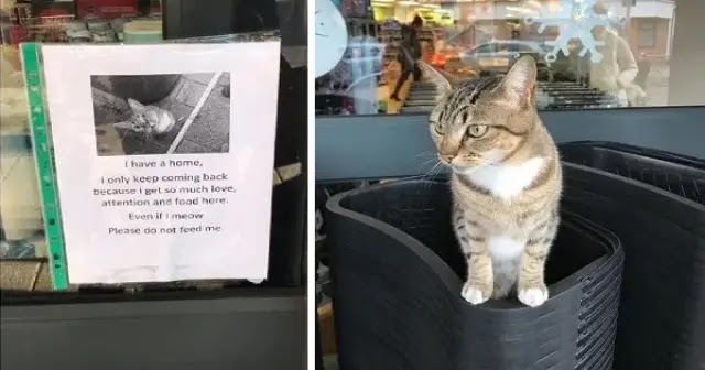 Cat Pretended To Be A Homeless Stray To Get Free Food And Cuddles From Shoppers!