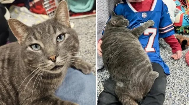 Cat Puts His Arms Around Everyone at Animal Shelter Until He Finds a Family of His Own