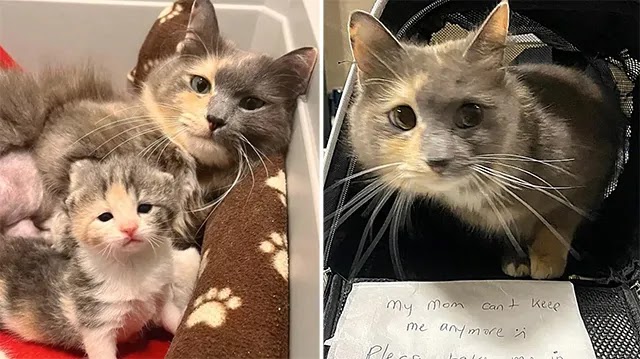 Cat Left at Shelter with a Note, Staff Discovered She Wasn’t the Only One that Needed Help