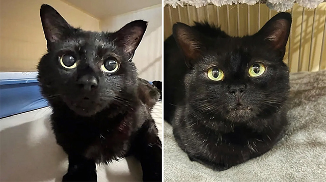 After 341 Days at Shelter, Cat Wins Over Family with Pleading Eyes and Shadоws Them Everywhere They Gо