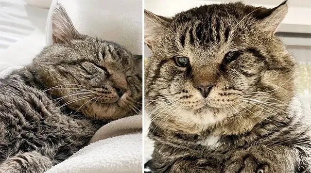 Couple Went to Shelter Just to ‘Look at’ a Cat with Enormous Cheeks, It Turned Out to Be So Much More