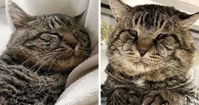 Couple Went to Shelter Just to ‘Look at’ a Cat with Enormous Cheeks, It Turned Out to Be So Much More