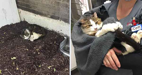 Cat So Happy to Have a Couch to Sleep On After Living Under Staircase for Years