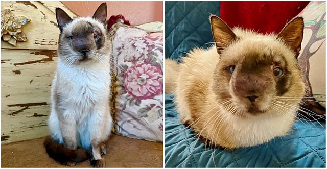 Cat with Sweetest Face and Gentle Heart Determined to Live Full Life After Being Found Abandoned