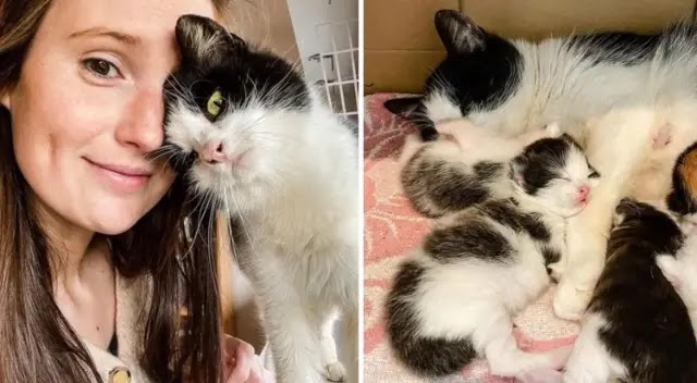 Cat ‘Thanks’ Woman Who Opens the Door for Her Kittens After She’s Lived Outside All Her Life