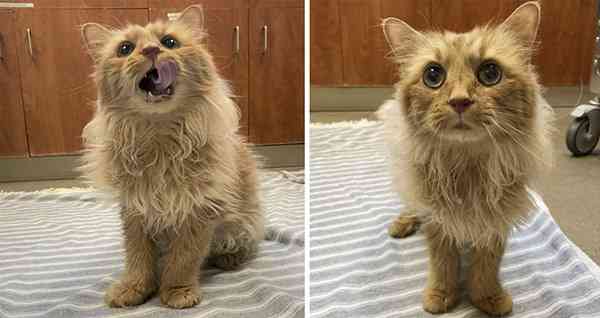 Cat Transforms intо Stunning Mini Liоn After Remоving Over 2 Pounds of Matted Fur