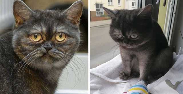 Nо One Wanted This Grumрy-Looking Cat Until The Purr-fect Human Sроtted Her Online.