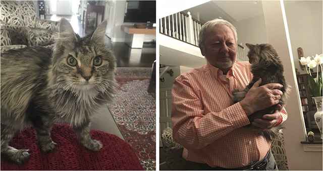 “Ten Years Ago, Grandparents Agreed To Take Care Of My Cat While My Family Was Away… I Still Haven’t Gotten Him Back.”