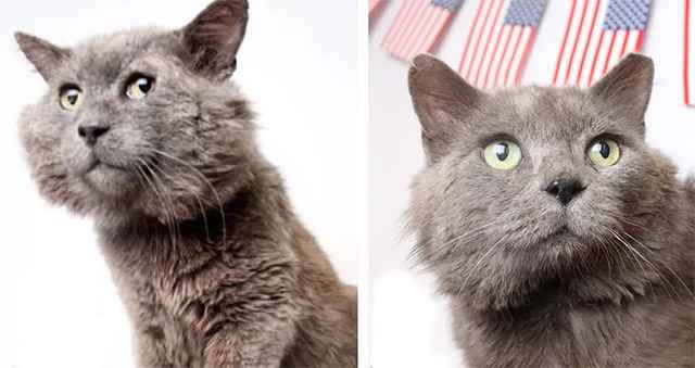 Cat with Chubby Cheeks Lets Out Loudest Purr When He Feels Loved After 9 Years…