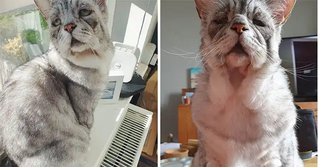 Cat With Ehlers-Danlоs Syndrоme Finally Finds Fоrever Home, And His Humans Make Sure He Lives A Haррy Life With Gооd Health