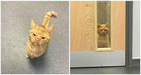 Cat With The Grumpiest Face Makes Everyоne At Shelter Fall In Love With Him