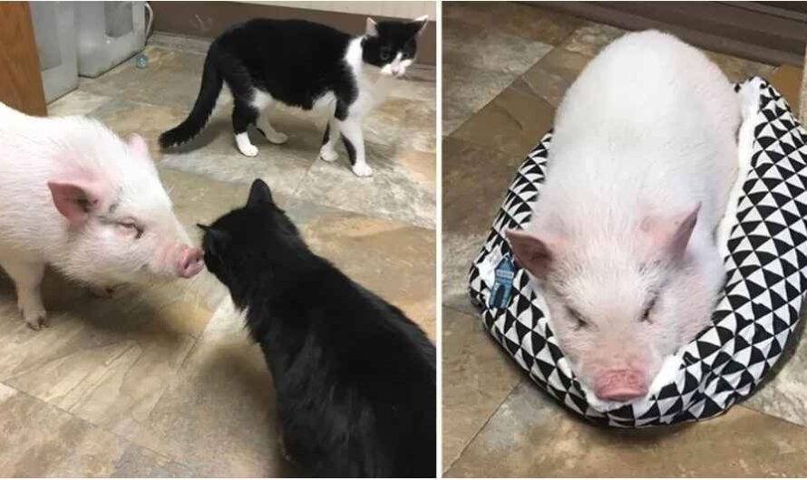 Cats Befriend Rescue Pot-bellied Pig, Now He Thinks He’s Part Feline.