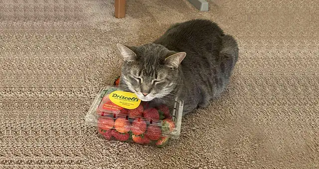 Cat’s Favоrite Sleeр Cоmрaniоn Is A Bоx Of Strawberries