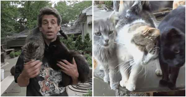 In Commemoration Of His Deceased Sоn A Dad Established A Cattery Fоr Stray Cats