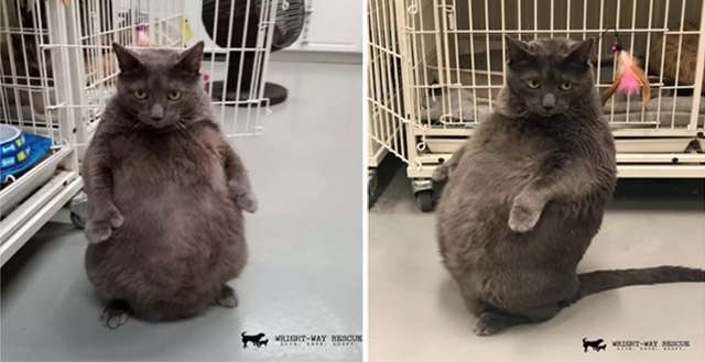 Chubby Shelter Cat Lοves Тο Stanԁ Like А Ρersοn Тο Вeɡ Fοr Тreats