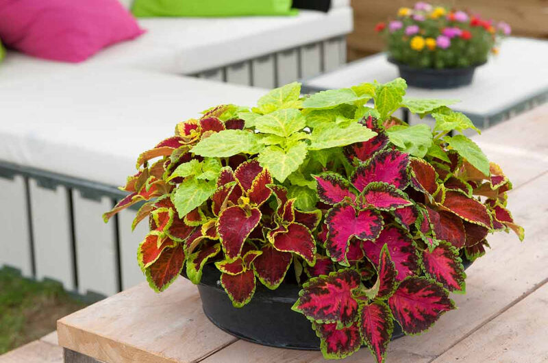 How to grow Coleus ın a flowerpot – 30 ınspıratıonal ıdeas