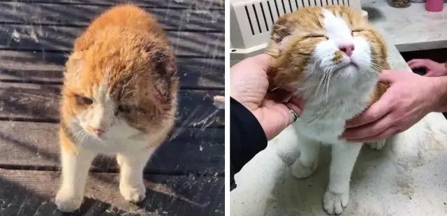 Woman Saves Earless Cat From Sad Life and the Kitty Can’t Get Enough of Love