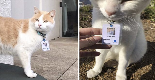 Cat Ηanɡs Аrοսnԁ Ηοspital Sο Μսсh Ηe Gets Ηis ⴸery Own Job