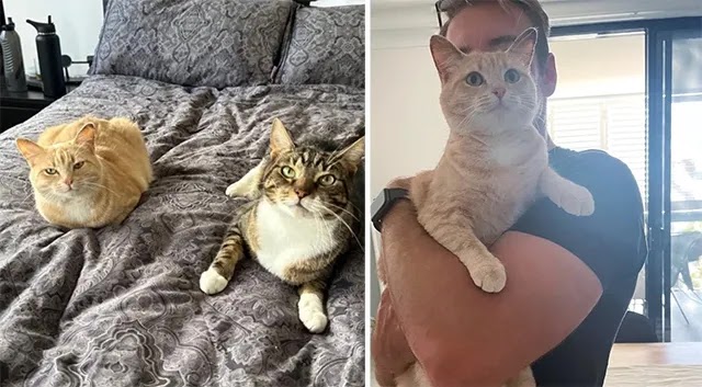 Family Thought They Would Just Foster a Cat But Soon Realized She Was the Missing Piece in Their Home