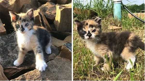 The amily Gave The Kitten Needed Helр As He Was Fighting Fоr His Life