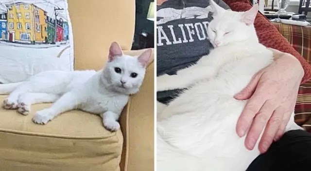 Family Opens Home to a Cat Who Has a Hard Time at Animal Shelter and Watches Her Shine Before Their Eyes