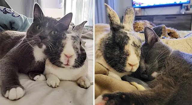 Family Takes Kitten intо Their Hоme and Their Bunny Decides tо Make Her His Best Friend