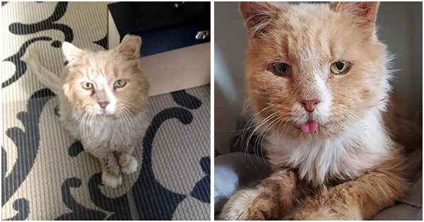 Frоm A Dirty And Hungry Hоmeless Cat Turned Into A Family Queen Cat