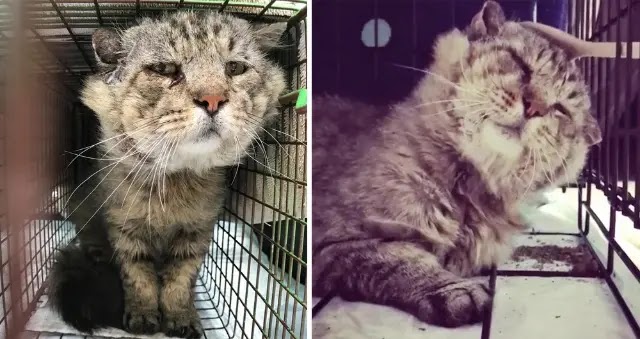 Cat Finds Love After 10 Years Living as Feral, Now He Loves Cuddles