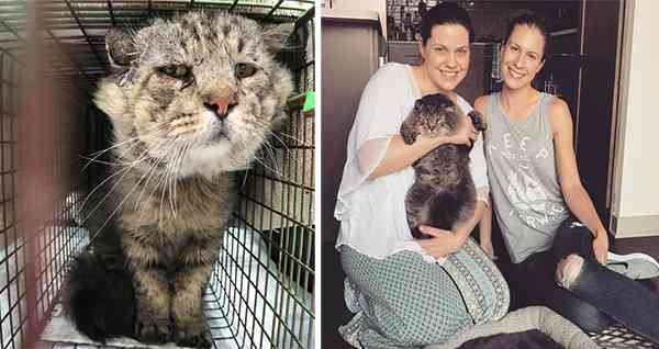 Feral Senior Cat Becomes A Total Mama’s Boy After Being Rescued