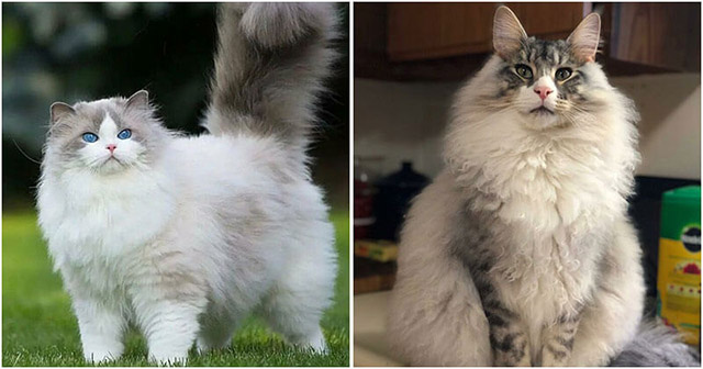 People Online Are Sharing The Fluffiest Cats In The World