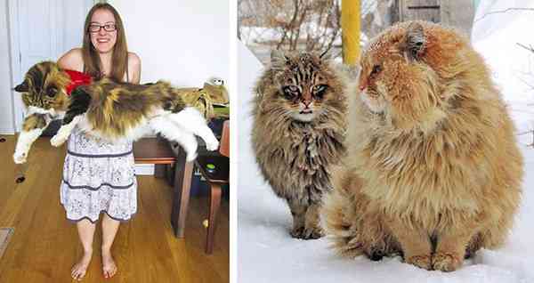 6 Gigantic Cat Breeds We Fell In Love With