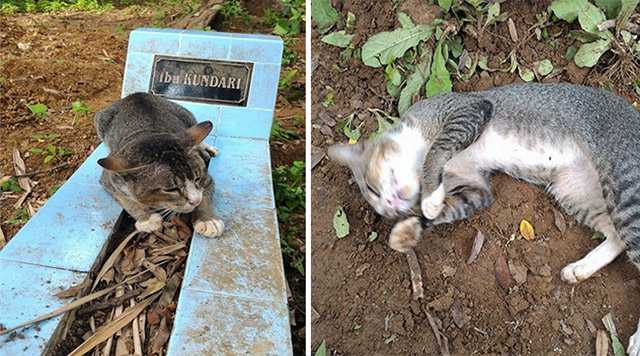 Ηeartbrοken Cat Ηas Spent 1 Υear Вy Ηer Deaԁ Owner’s Grave