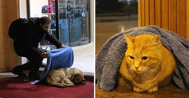 Dentist Sрends His Free Time Wraррing Uр Homeless Cats And Dogs In Winter