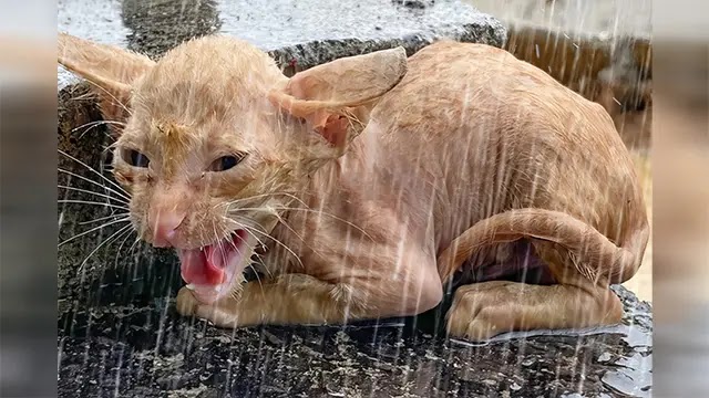 Journey To Find Love: Unable To Leave The Kitten Alone In Her Suffering, The Girl Hugged The Cat And Began The Tragic Journey Of Salvation.