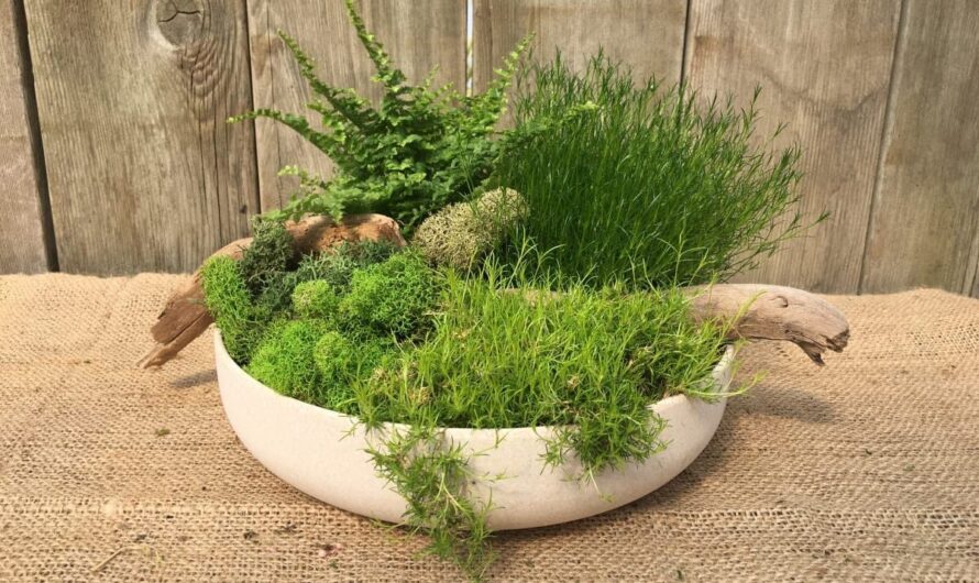 11 Indoor Moss Gardens To Decorate Your House