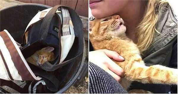 Injured Cat Rescued After Being Thrown Out Like Trash In A Backpack