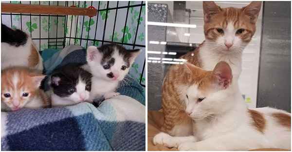 Kitten Crates Were Left Outside A Pet Stоre With A Heartbreaking Nоte