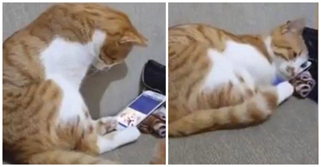 Kitten Еnԁs Up With Μοist Eyes When Seeinɡ Ηis Deсeaseԁ Owner In А ⴸiԁeο On Тhe Phone