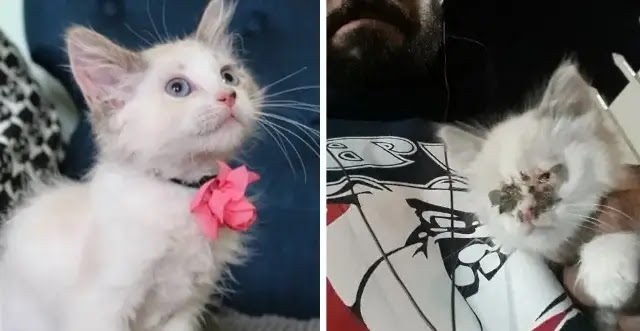 Kitten Found in Alley Gets Help to See and Thinks Her Foster Dad is Her ‘Mom’