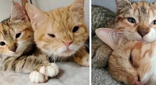 Kitten Guards and Comforts Her Brother After They Were Rescued from the Street